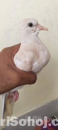 ঘুঘু পাখি
